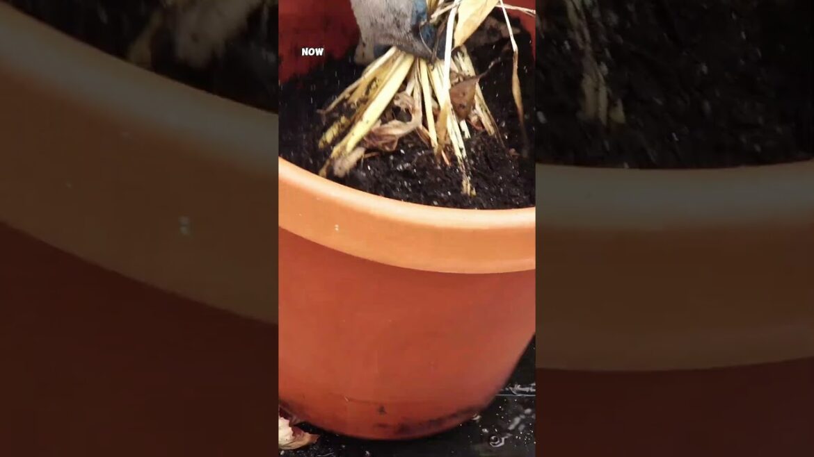 Harvesting Turmeric: From Garden to Kitchen! 🌿✨