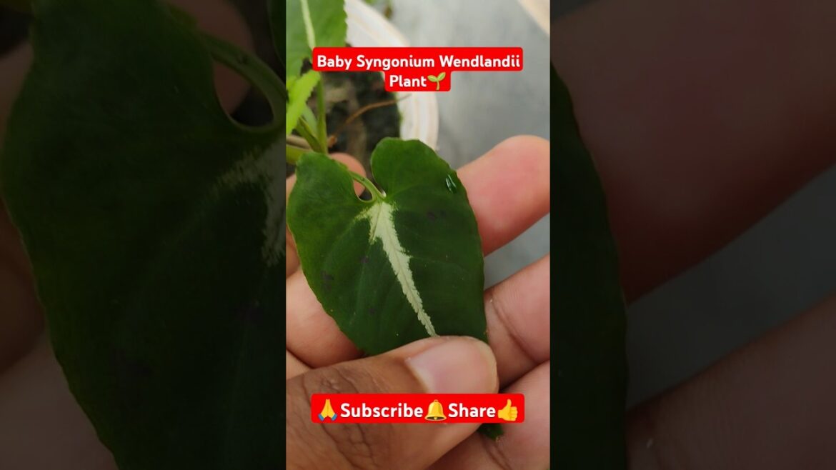 |Baby Syngonium wendlandii Plant🌱| #shorts #viralvideo #gardening #plantgrowth #Syngoniumwendlandii