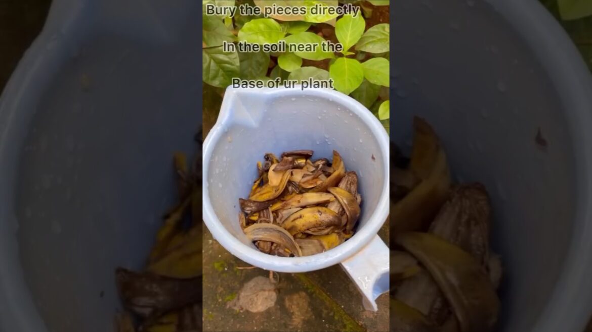 Best used of banana  peels☘️🍌 #trending #shorts #shortsfeed #youtubeshorts #nature #shortvideo #yt