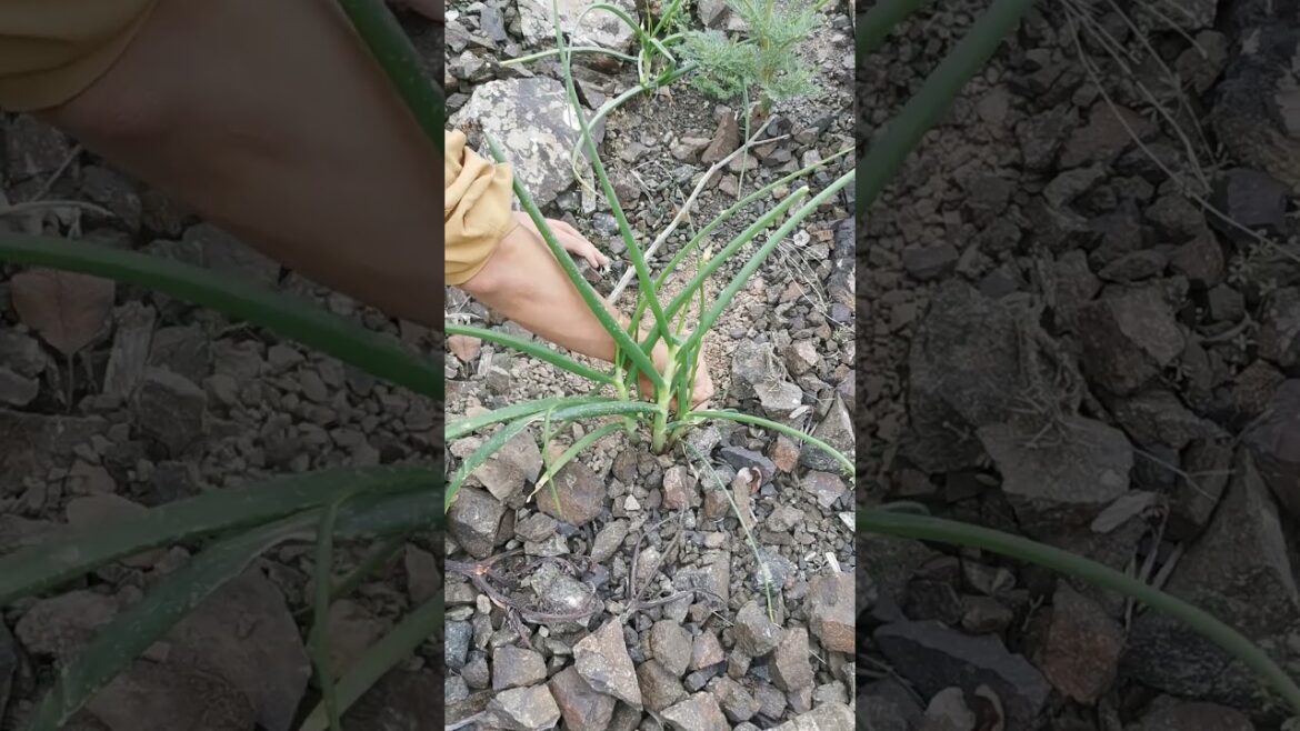 Mountain Onion Pulling Hack: Easy Method to Uproot 🌱 #Shorts Mountain Onion Pulling Hack: Easy Method to Uproot 🌱 #Shorts