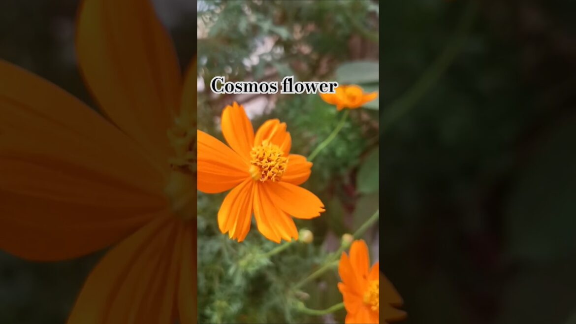 Cosmos flower tips #flowers#trending#YouTube shorts#tarrece garden#garden design