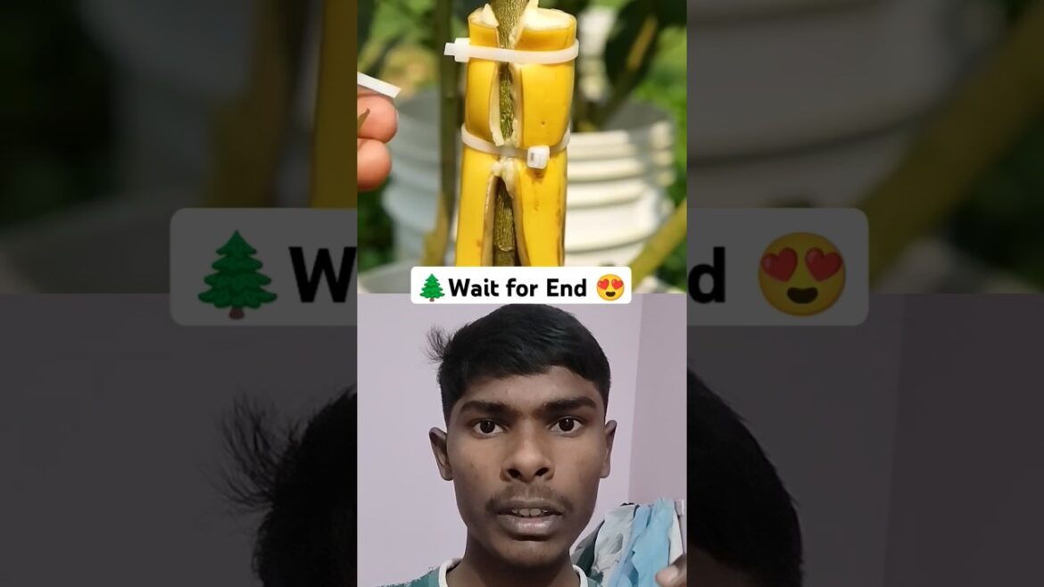 home garden π₯°π #shorts #youtubeshorts #tree home garden π₯°π #shorts #youtubeshorts #tree