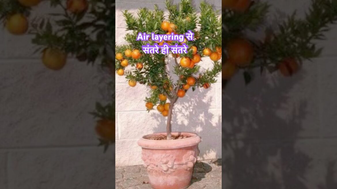 How to propragetsorange plant 🍊🍊#Shorts #ytshorts #youtubeshorts #tamu garden tips