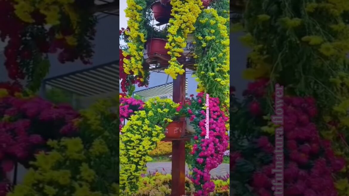 Beautiful natural flower#flowers #beautifulflowers #nature #naturalrose #garden #love #viral#youtube