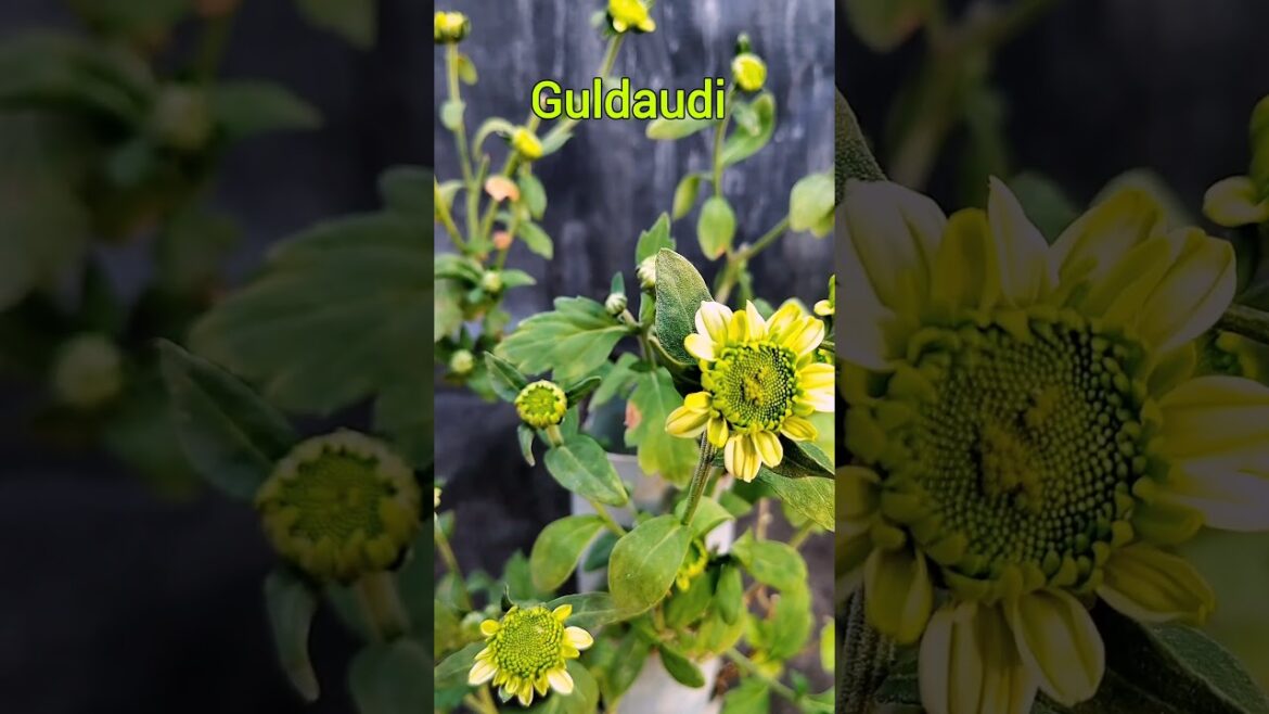 Chrysanthemum Flower | Chrysanthemum care | Guldaudi Tips #shortvideos #bagwani #shorts #gardening Chrysanthemum Flower | Chrysanthemum care | Guldaudi Tips #shortvideos #bagwani #shorts #gardening