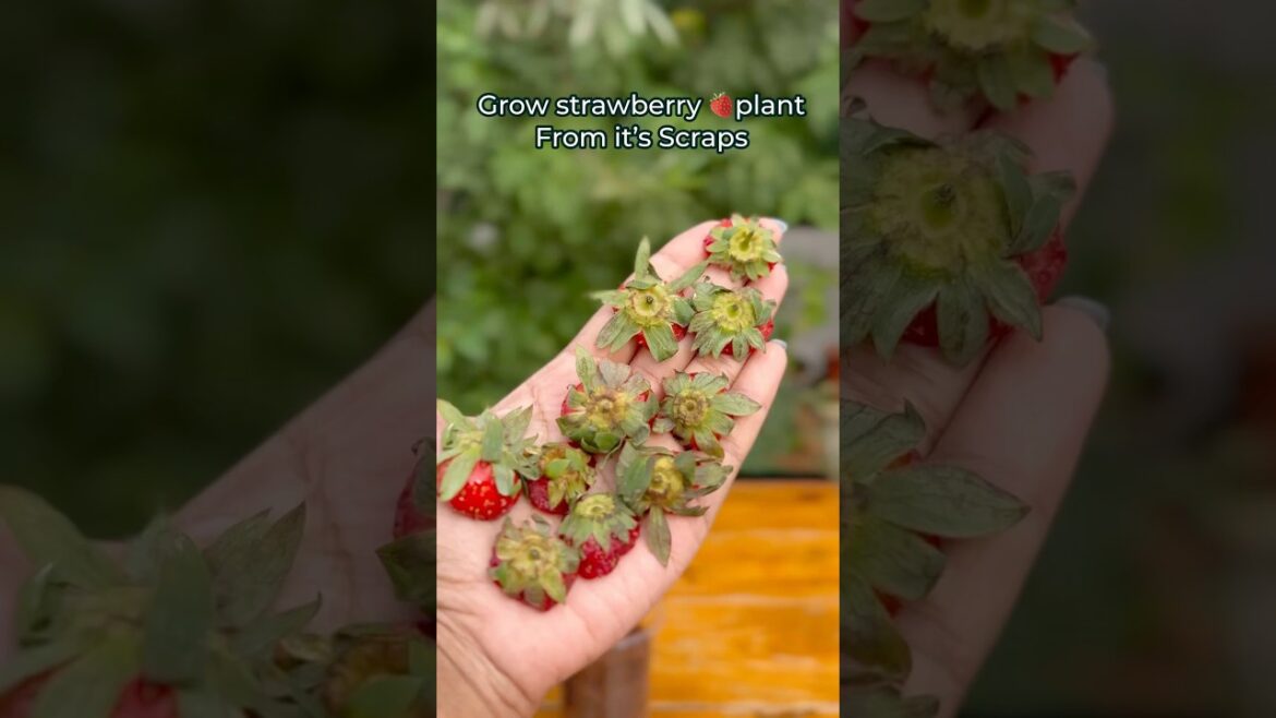 Don’t throw Strawberry🍓scraps instead grow Plants out of it Don’t throw Strawberry🍓scraps instead grow Plants out of it