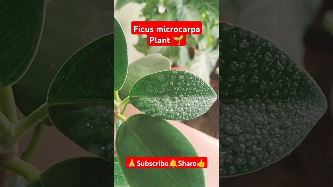 |Ficus microcarpa Plant| #shorts #viralvideo #gardening #ficusplant #plantcare #indoorplanting