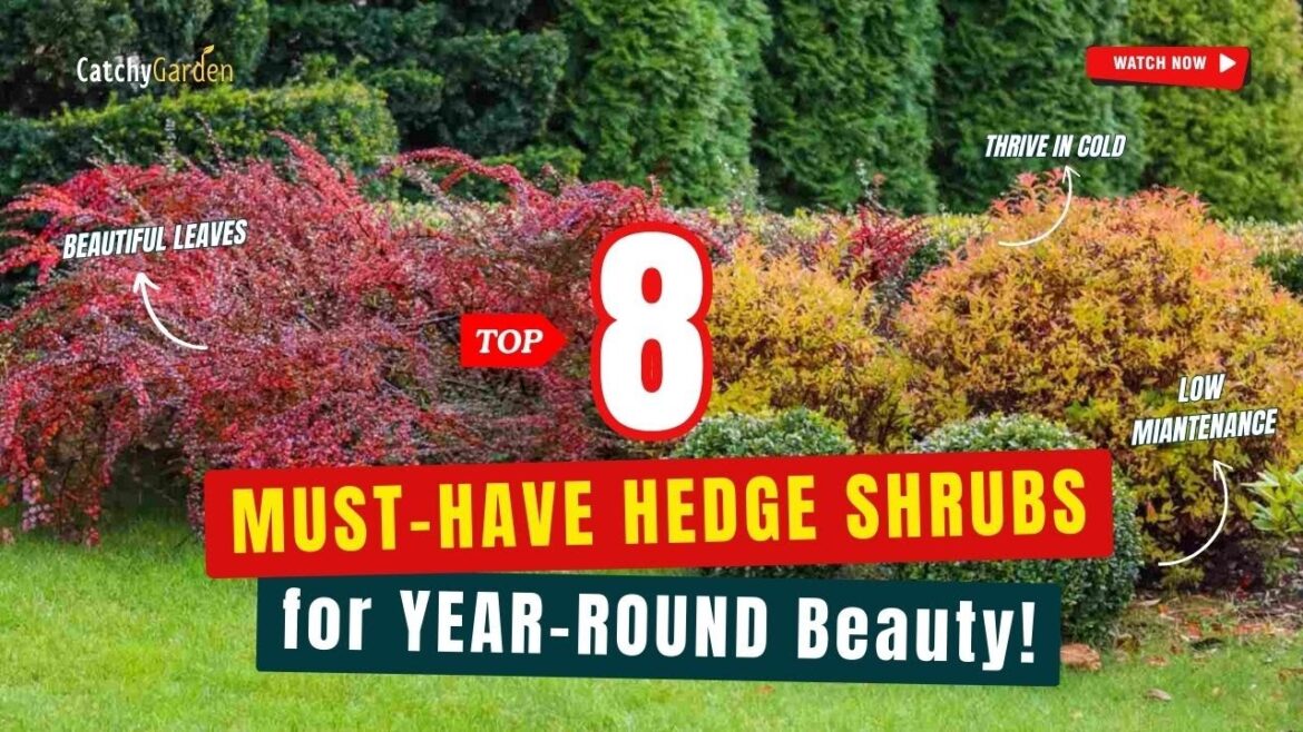 TOP 8 MUST-HAVE HEDGE SHRUBS for YEAR-ROUND Beauty! 🌼🌳🌸 // Gardening Ideas