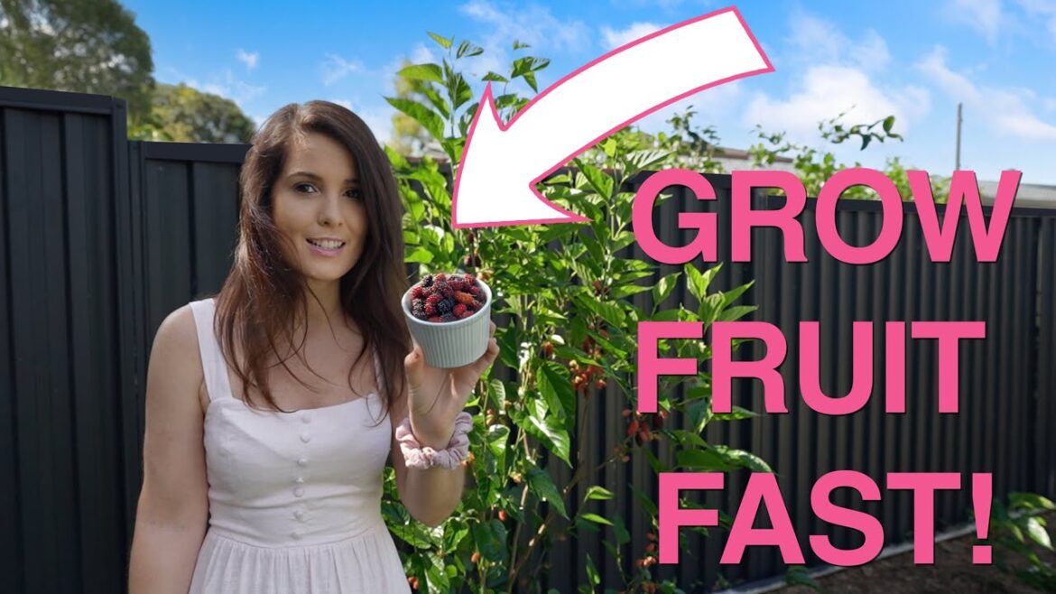 3 Fast Growing Fruit Trees You MUST Have for your Australian Backyard Garden | Sub Tropics
