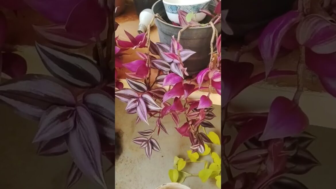 Purple heart plant #Gardening #ytshortsindia #youtubeshorts #anjalizone