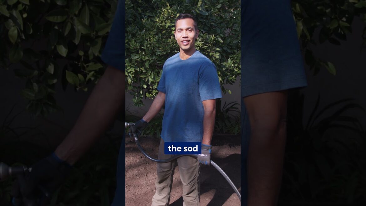 Transform Your Backyard with New Sod!