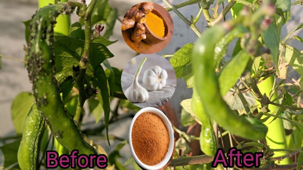 ఎంత మొండి పురుగులైనా క్షణంలో పరార్ | My Secret Pest Cotrol Spray #myowntips #gardening #viralvideos ఎంత మొండి పురుగులైనా క్షణంలో పరార్ | My Secret Pest Cotrol Spray #myowntips #gardening #viralvideos