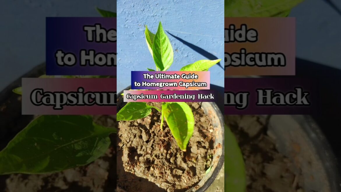 How to Grow Capsicum at Home | Easy Gardening Tips #shorts #youtubeshorts #ytshort