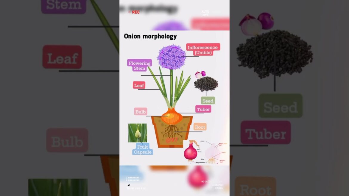 Onion Morphology #shorts