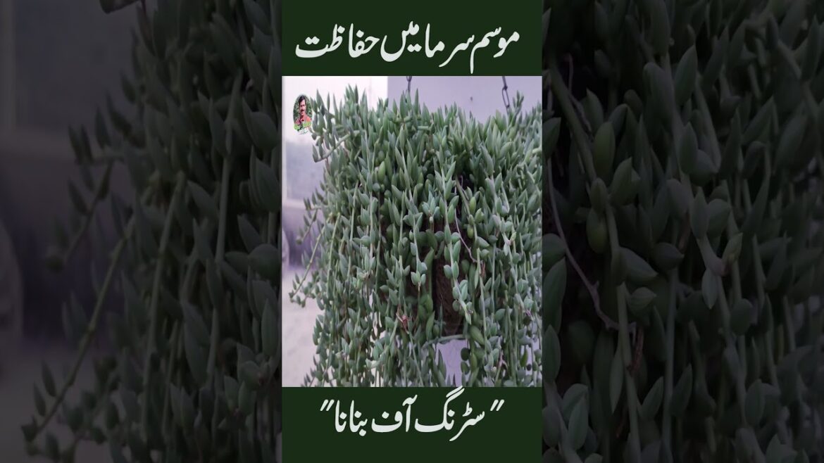String of Bananas | Winter Care Tips | Gardening With Javed Iqbal String of Bananas | Winter Care Tips | Gardening With Javed Iqbal
