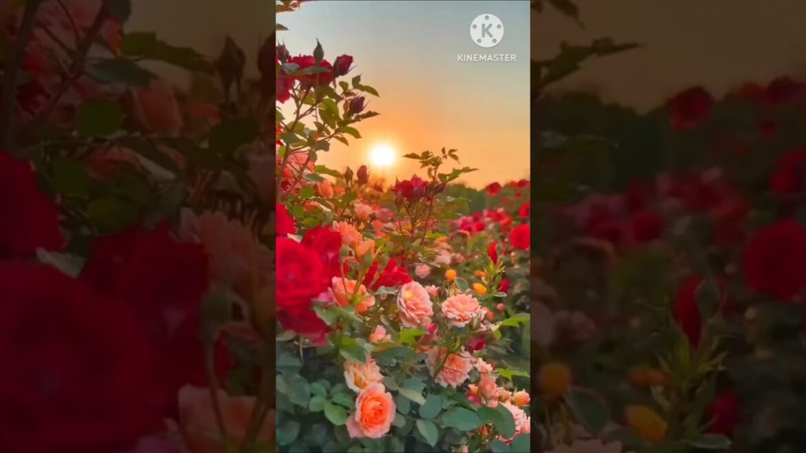 Exploring the Most Beautiful Rose Farmland on Earth. #farm #roseflower #shorts Exploring the Most Beautiful Rose Farmland on Earth. #farm #roseflower #shorts