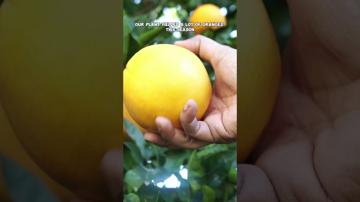 California Gardening: Harvesting Fruits: Guavas & Washington Navel Oranges 🍊🌿 Harvesting Fruits: Guavas & Washington Navel Oranges 🍊🌿