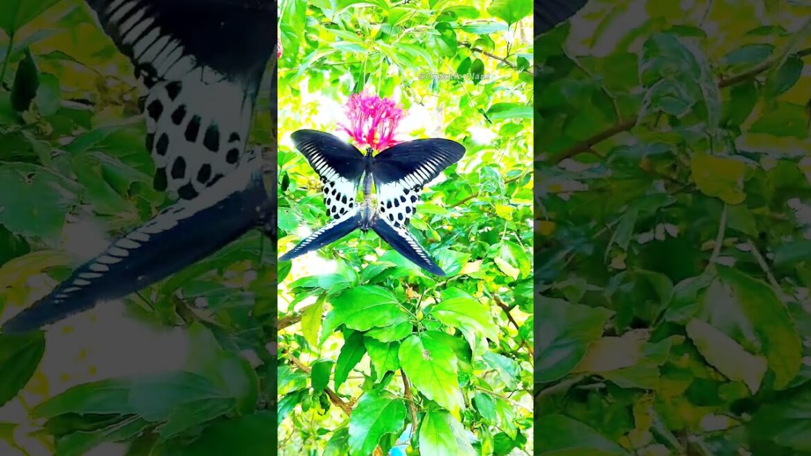 How To Pollinate Flowers (The Easy Way) #shortvideos #youtubeshorts #shorts How To Pollinate Flowers (The Easy Way) #shortvideos #youtubeshorts #shorts