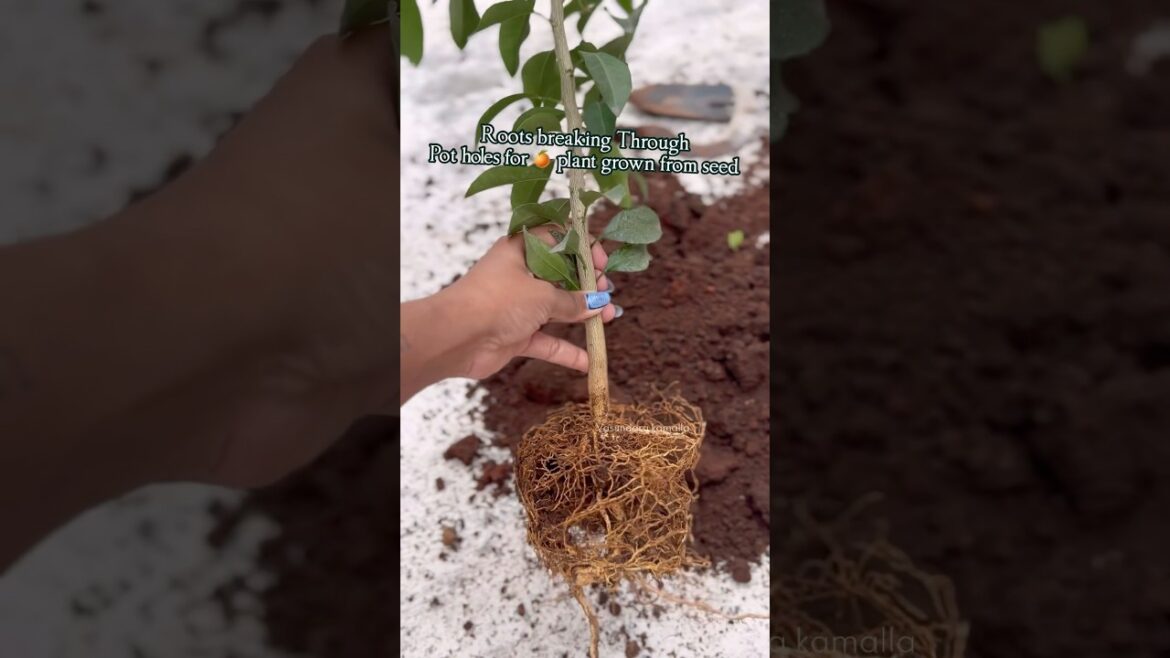 Roots of🍊plant grown from seed broke the Pot   #orangetreejourney