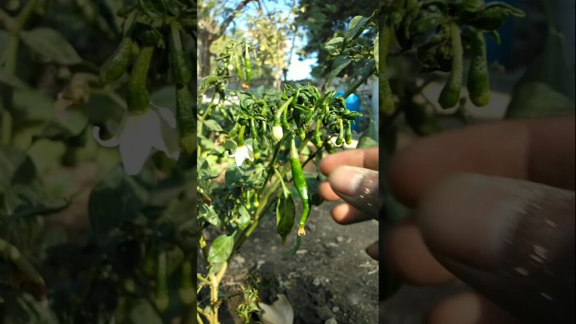 Come on friends, let’s pluck some chillies to add to the vegetable #nature #farming #chilli #shorts Come on friends, let's pluck some chillies to add to the vegetable #nature #farming #chilli #shorts