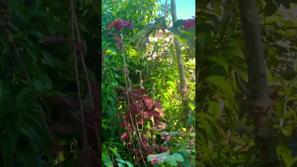 #plants #gardenplants #gardening #gardenflowers #nature #backyardgarden