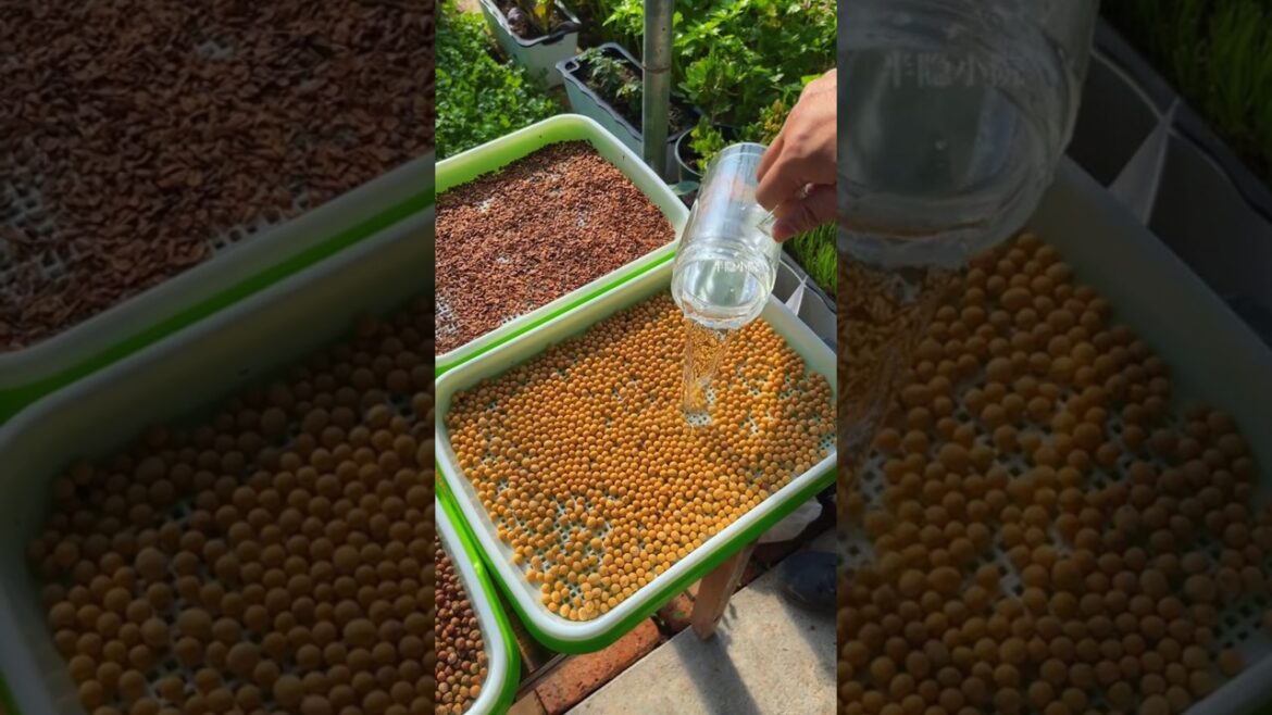You can grow fresh vegetables just like using water. This sprout tray is very useful,