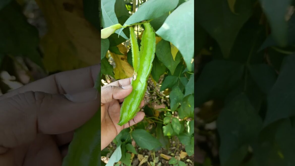 New types of indian beans (vegetable) #shorts