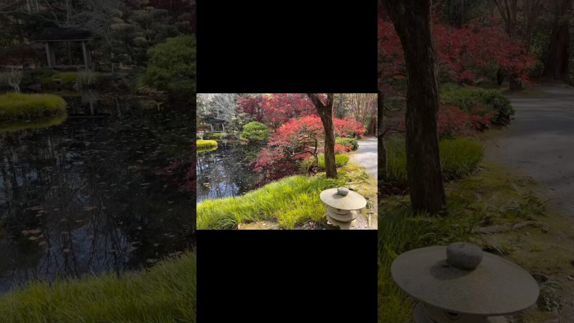 Upcoming MrMaple Show videos! Japanese Gardens at Gibbs Gardens!