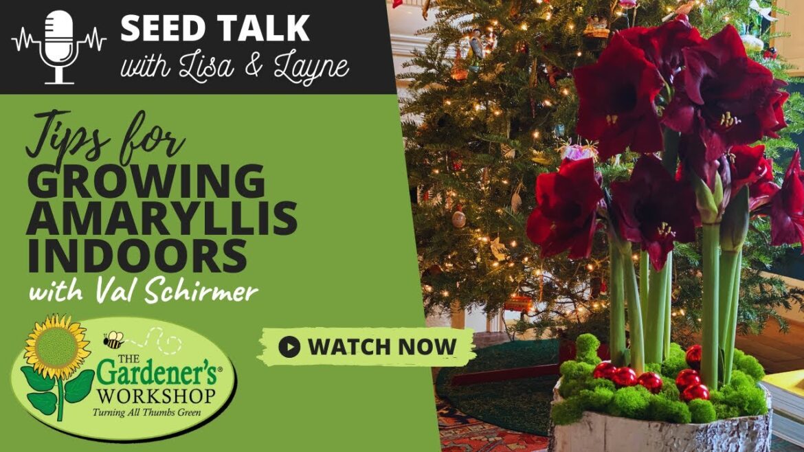 #118 - Tips for Growing Amaryllis Indoors with Val Schirmer