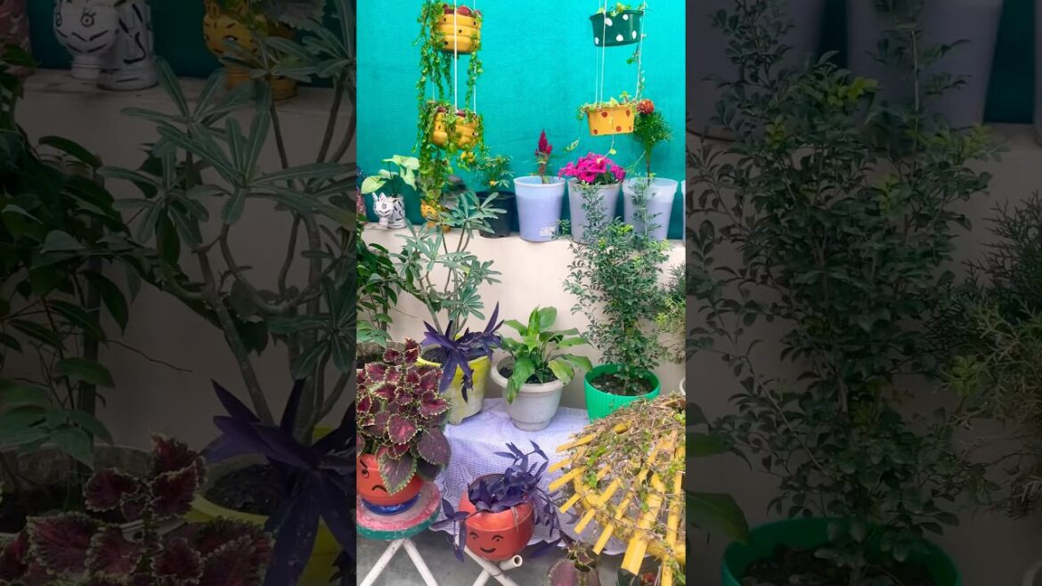 #gardening #naturelovers #wintergarden #shortsfeed #shortsviral