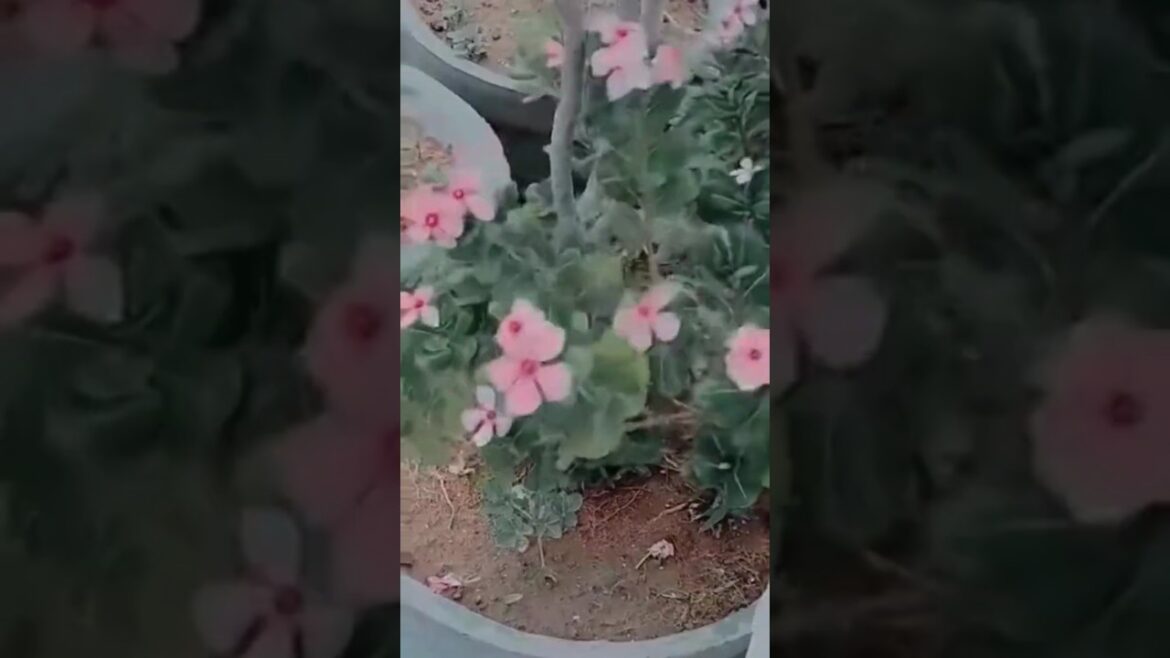 Sadabahar# vinca# plant# care# tips# secret# plant lover# gardening#