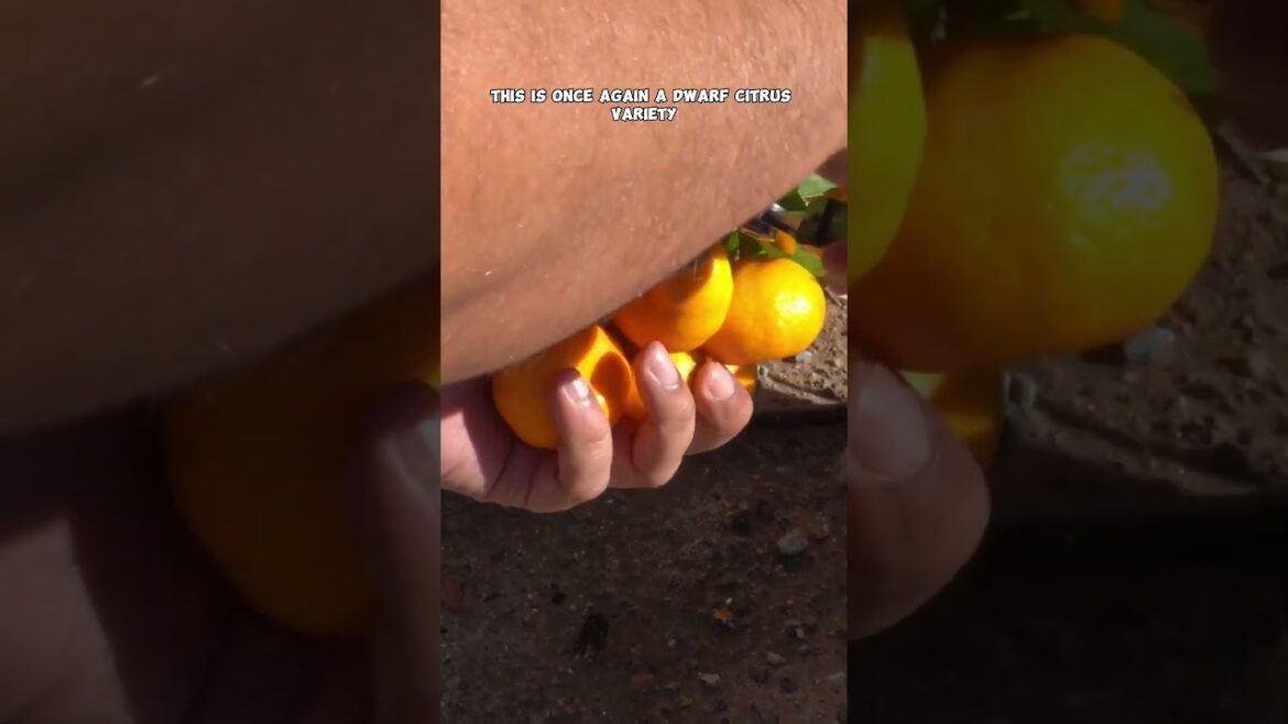 Harvesting Kishu Mandarins: Sweet Success! 🍊✨