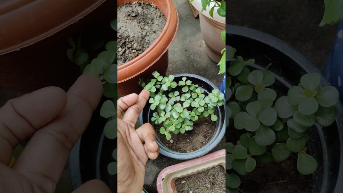 Jade plant ki cutting #jadeplantcare #gardening #vlogs #plants #gardener