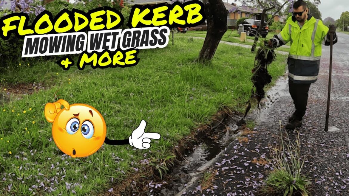 From Swamp to Sanctuary: Must Watch Yard Transformation