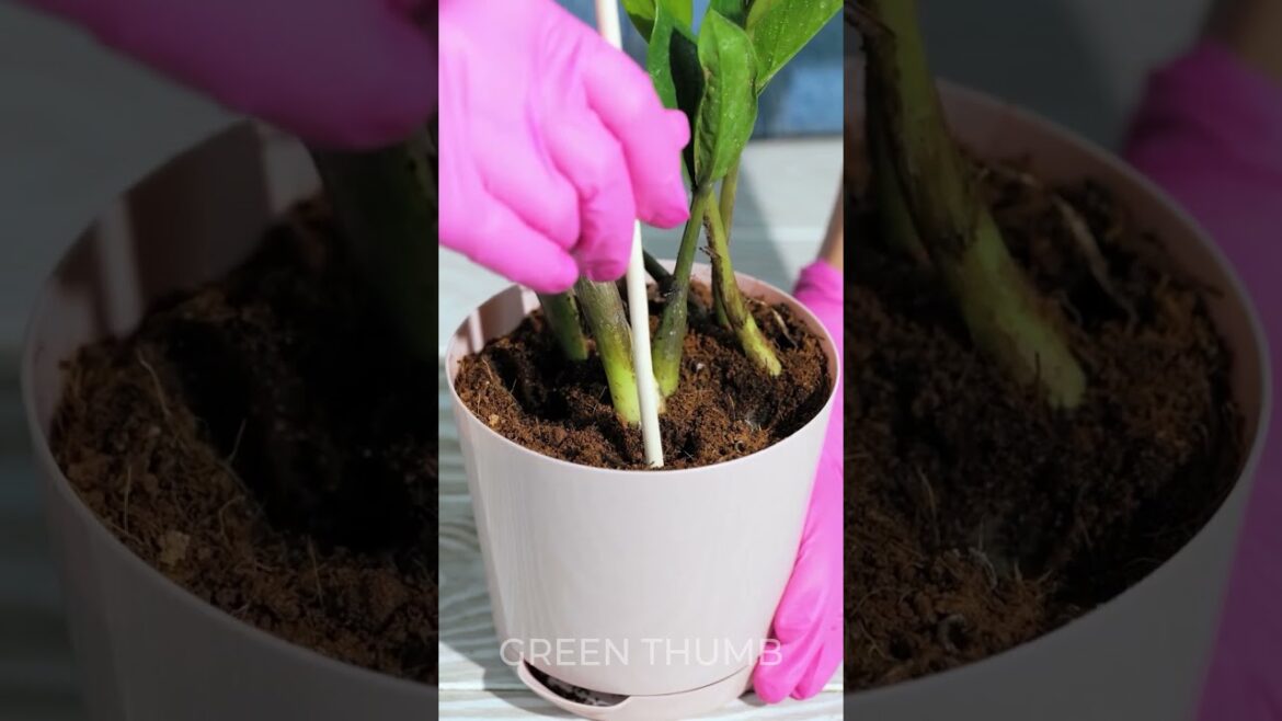 Look! We know how to save your plants!
