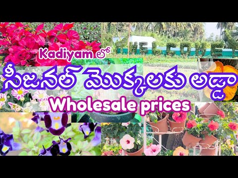 అతి తక్కువ రేట్ కి మనకి కావాల్సిన అన్ని మొక్కలు ఒకేచోట😲😲||super healthy plants అతి తక్కువ రేట్ కి మనకి కావాల్సిన అన్ని మొక్కలు ఒకేచోట😲😲||super healthy plants