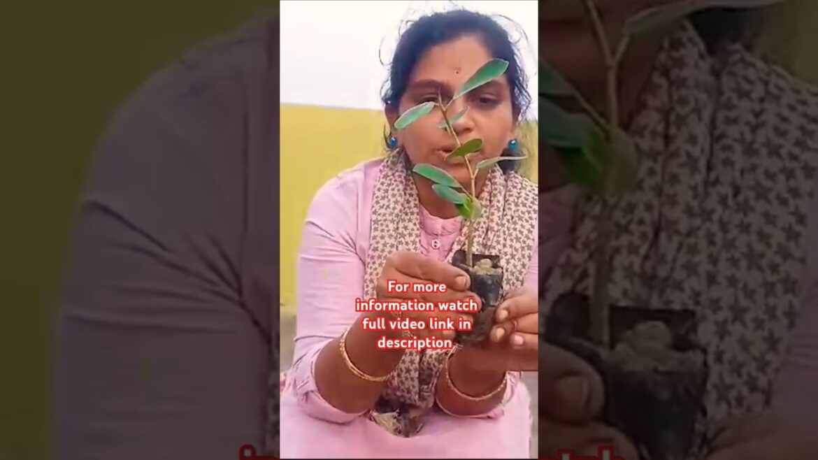 Happy gardening 🌺😍🌳 #trending