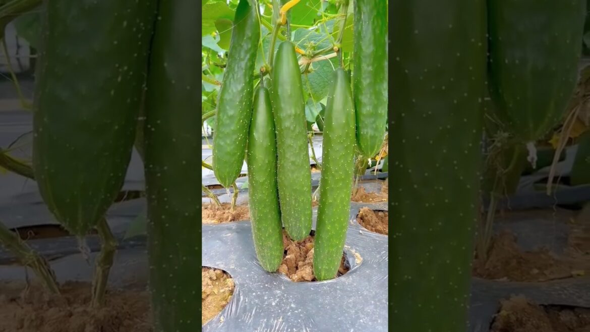 जैविक खेती के खेती होम गार्डनिंग | #shorts