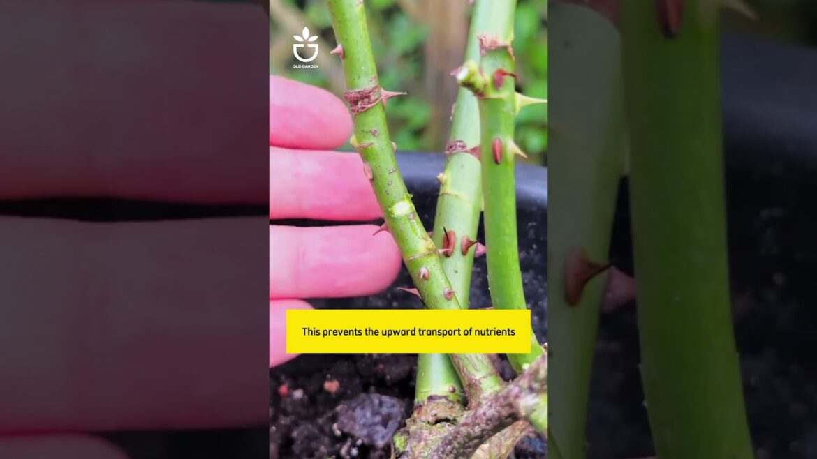 Tips to help roses produce many buds  #garden #namrose #gardening