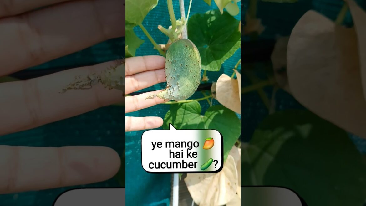 Ye mango 🥭 hai ke cucumber 🥒?#shorts#plants #vegetablegardening