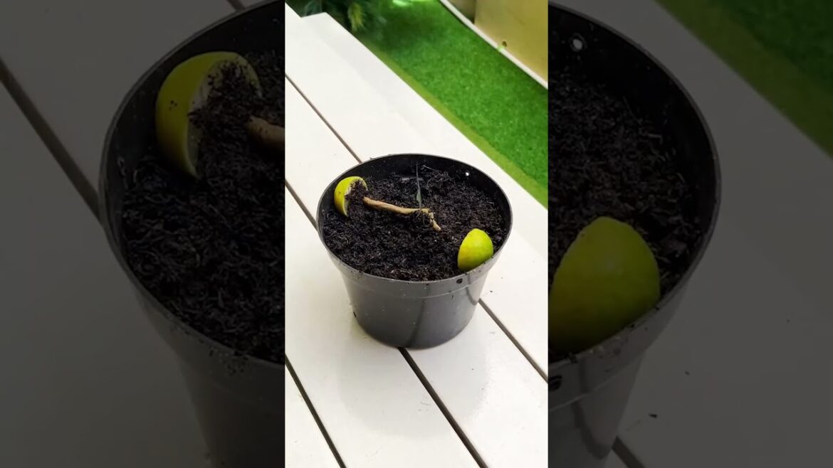 Clever plant care tips 🌱🛠️ #gardening