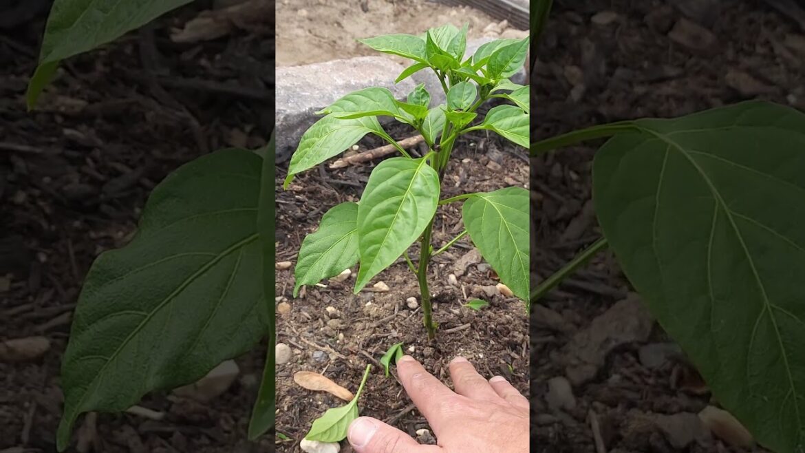 How I Prune Pepper Plants #garden #gardening #plants