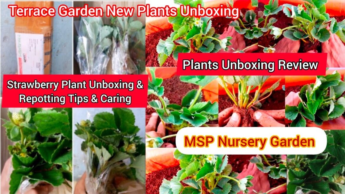 MSP Rose Garden Nursary Plants Unboxing Video,#unboxing ,#gardening ,#trending & #strawberryplant MSP Rose Garden Nursary Plants Unboxing Video,#unboxing ,#gardening ,#trending & #strawberryplant