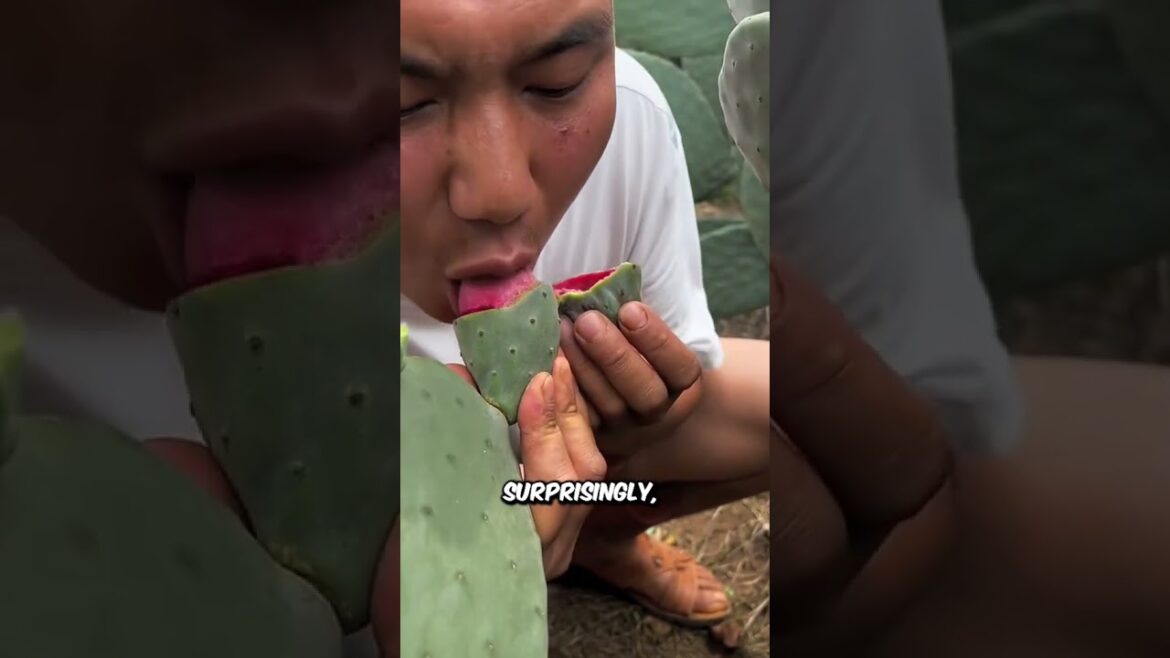 Cactus Farms 🌵😋