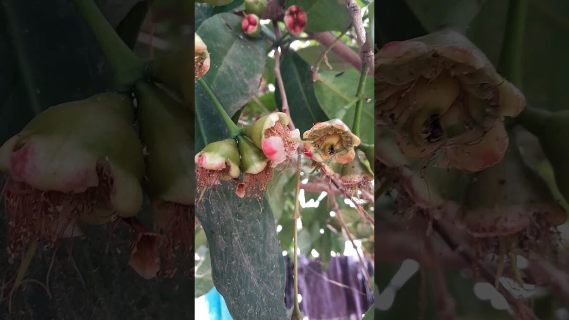 #homegarden #roseapple #ediblegardening #minmini