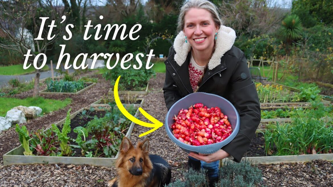 The Garden in December // Harvesting New Zealand Yams and a Garden Tour The Garden in December // Harvesting New Zealand Yams and a Garden Tour