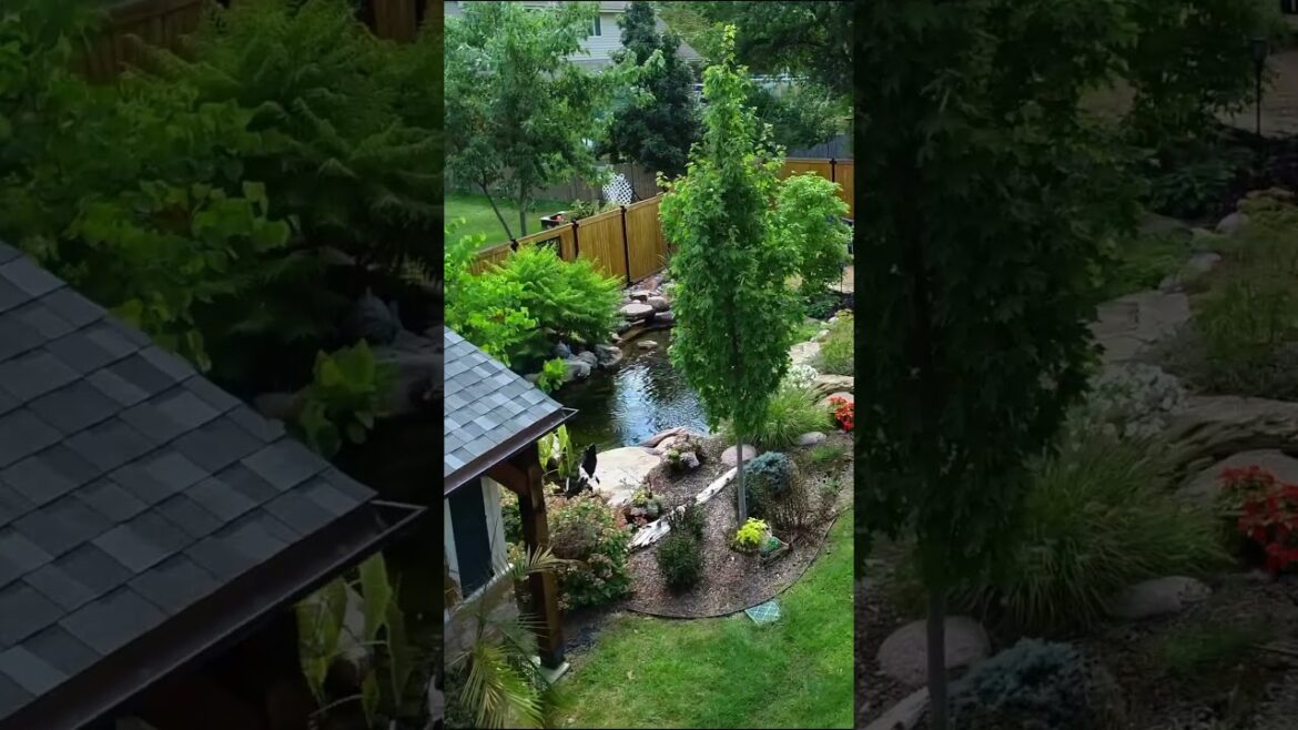 Dreamy Backyard #shorts