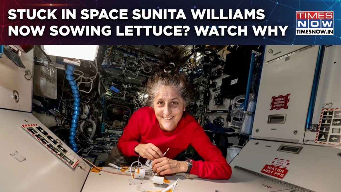 Sunita Williams Farming Lettuce In Space? NASA Experiment To Revolutionize Food Production? Watch Sunita Williams Farming Lettuce In Space? NASA Experiment To Revolutionize Food Production? Watch