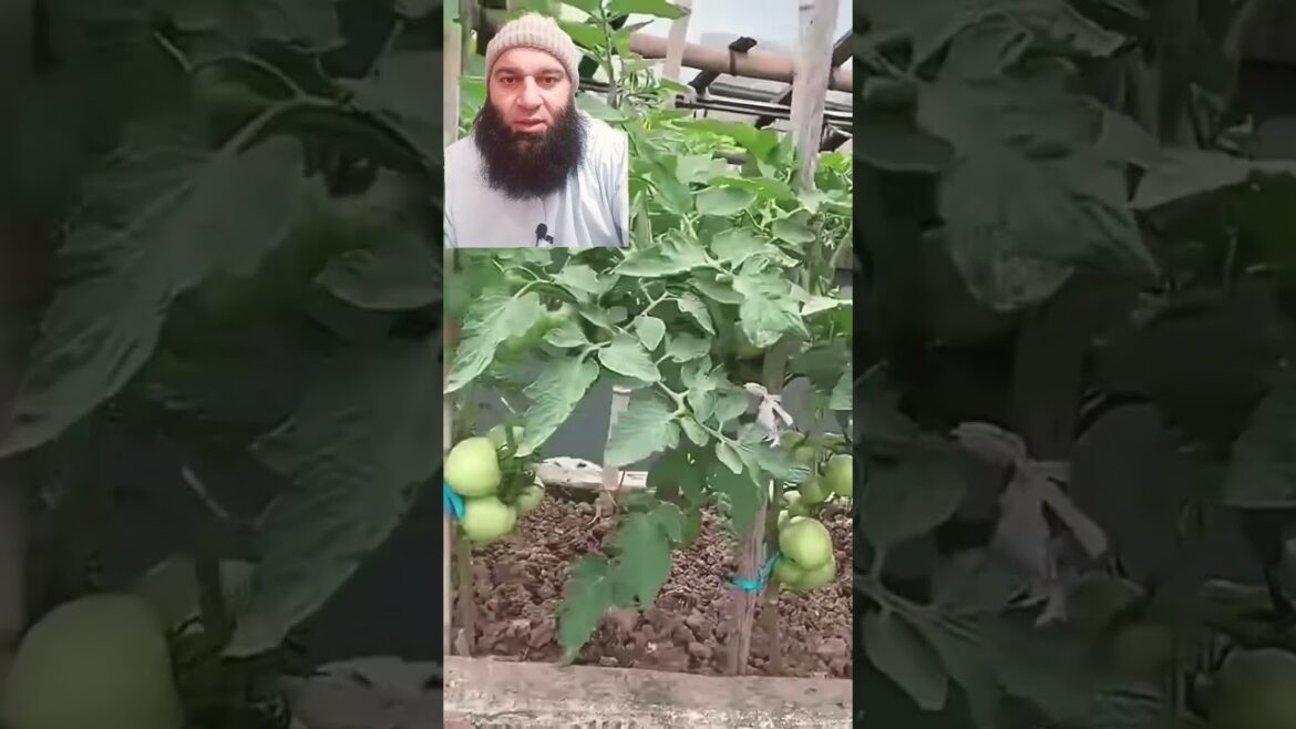 Roof gardening tips #gardening #indoorplants #moderngadgets