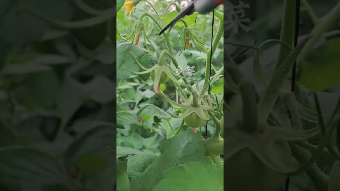 Tomato Flower Pruning: Scissors Technique #TomatoCare #GardenTips Tomato Flower Pruning: Scissors Technique #TomatoCare #GardenTips